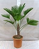 Trachycarpus wagnerianus, Hanfpalme, Palme, Winterhart - verschiedene Größen (110-120cm - Stamm 30+cm - Ø 31 cm)