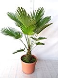 Trachycarpus wagnerianus, Hanfpalme, Palme, Winterhart - verschiedene Größen (80-100cm - Stamm 20-30cm - Ø 30 cm - 12 Ltr)