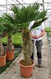 Trachycarpus wagnerianus, Hanfpalme, Palme, Winterhart - verschiedene Größen - PALLETTENVERSAND INNERHALB DEUTSCHLAND (180-220cm - Stamm 80-100cm - Topf 65ltr.)