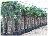 Trachycarpus wagnerianus, Hanfpalme, Palme, Winterhart - verschiedene Größen - PALLETTENVERSAND INNERHALB DEUTSCHLAND (200-240cm - Stamm 100-120cm - Topf 65ltr.)