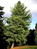 Tränen-Kiefer (Pinus wallichiana) 10 Samen (Winterhart) Auch Himalaya Kiefer genannt