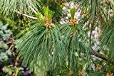Tränenkiefer Trauerkiefer - Pinus wallichiana - 50-60cm im 3Ltr. Topf