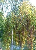 Tree Seeds Online - Betula -pendelnd. Weinen Birke. 50 Samen - 5 Packungen