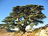 Tree Seeds Online - Cedrus Libani- Zeder Of Libanon. 8 Tragfähige Samen - 10 Packungen