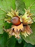 Tree Seeds Online - Corylus Avellana-Englisch Haselnuss-5 Samen - 10 Packungen