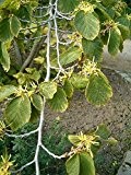 Tree Seeds Online - Hamamelis Virginiana Virginian Hexe Hasel. 10 Samen - 10 Packungen