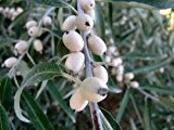Tree Seeds Online - Ölweiden Angustifolia- Russische Olive 50 Samen - 10 Packungen