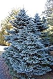 Tree Seeds Online - Picea Pungens Glauco. Colorado Blau Fichte. 50 Samen - 1 Packung