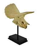 Triceratops Totenkopf Fossil Museum Halterung Statue