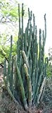 Trichocereus Boliviensis 50 Samen - San Pedro Kakteen Kaktus (Mit Anzuchtanleitung)