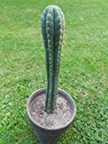 Trichocereus pachanoi 10 Samen - San Pedro Kakteen Kaktus (Mit Anzuchtanleitung)
