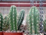 Trichocereus Peruvianus 50 Samen - San Pedro Kakteen Kaktus (Mit Anzuchtanleitung)