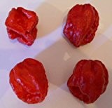 Trinidad 7 Pot Douglah "Red" (Schärfer als Bhut Jolokia) 10 Samen (RARITÄT)