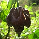 Trinidad Scorpion THSC Chocolate - Chili - extrem - besonders -10 Samen