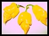 Trinidad Scorpion (Yellow , eine der schärfsten Chilis der Welt) 10 Samen von Samenchilishop