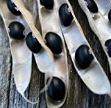 Trockenbohne 'Black Turtle 10 Samen - ORGANIC, Die gesündesten Bohnen