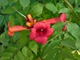 Trompetenblume 'Flamenco - Campsis radicans 'Flamenco' - Kletterpflanze für sonnige Standorte