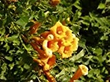 Trompetenblume goldgelb - Campsis radicans 'Flava'