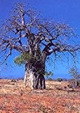 TROPICA - Affenbrotbaum (Adansonia digitata) - 6 Samen