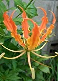 Tropica - Afrikanische Kletterlilie - Orange (Gloriosa glory orange) - 15 Samen