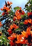 TROPICA - Afrikanischer Tulpenbaum (Spathodea campanulata) - 30 Samen
