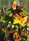 Tropica - Amerikanischer Amberbaum (Liquidamber styraciflua) - 100 Samen