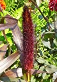 TROPICA - Amerikanisches Federborstengras ( Pennisetum glaucum - Purple Majesty ) - 15 Samen