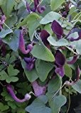 TROPICA - Andalusische Gespensterpflanze (Aristolochia baetica) - 10 Samen