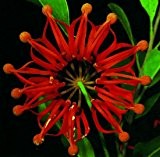 TROPICA - Australischer Feuerradbaum (Stenocarpus sinuatis) - 20 Samen