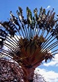 Tropica - Baum des Reisenden (Ravenala madagascariensis) - 8 Samen