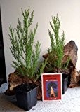 Tropica - Berg - Mammutbaum, 2 Jahre alt, Hoehe: 20-24 cm, Stamm bereits verholzt, winterhart