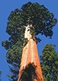 Tropica - Berg - Mammutbaum (Sequoiadendron gigantea) - 50 Samen