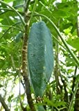Tropica - Berg-Papaya ( Vasconella x heilbornii syn pubescens ) - 10 Samen
