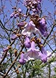TROPICA - Blauglockenbaum (Paulownia tomentosa) - 200 Samen