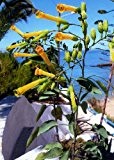 Tropica - Blaugrüner Tabak (Nicotiana glauca) - 100 Samen
