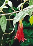 TROPICA - Bolivianische Fuchsie (Fuchsia boliviana) - 50 Samen