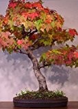 Tropica - Bonsai - Amberbaum (Liquidamber styraciflua) - 100 Samen