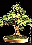 Tropica - Bonsai - Apfelguave (Psidium guajava) - 100 Samen