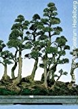 Tropica - Bonsai - Australische Kiefer (Casuarina equisetifolia) - 200 Samen