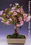 Tropica - Bonsai - Blüten- und Zierkirsche (Prunus serulata) - 30 Samen