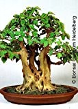 Tropica - Bonsai - Bobaum / Bodhibaum (Ficus religiosa) - 200 Samen