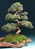 Tropica - Bonsai - Chinesischer Wacholder (Juniperus chinensis) - 30 Samen