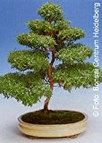 Tropica - Bonsai - Echte Myrte - weiß (Myrtus communis) - 30 Samen