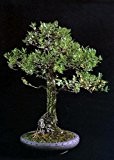 Tropica - Bonsai - Iberische Korkeiche (Quercus suber) - 4 Samen