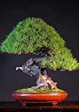 Tropica - Bonsai - Japanische Rotkiefer (Pinus densiflora) - 40 Samen