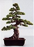 Tropica - Bonsai - Mädchenkiefer (Pinus parviflora) - 12 Samen