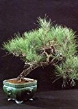 Tropica - Bonsai - Mittelmeer-Pinie (Pinus pinea) - 6 Samen