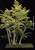 TROPICA - Bonsai -Palisanderbaum ( Jacaranda mimosafolia ) - 50 Samen