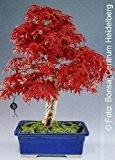 Tropica - Bonsai - Roter Fächerahorn (Acer palmatum atropurpureum) - 20 Samen