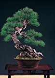 Tropica - Bonsai - Taiwanesische Rotkiefer (Pinus taiwanensis) - 40 Samen